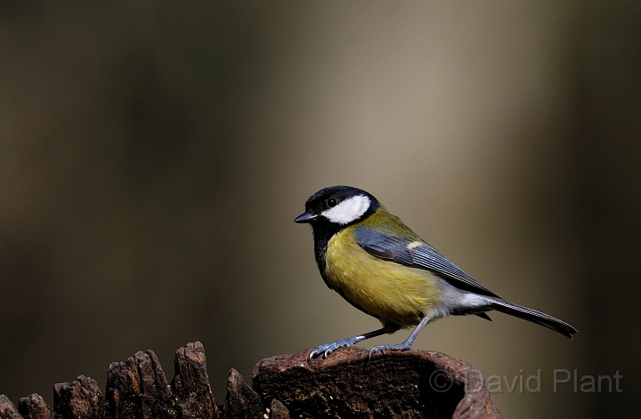 Great tit - G.jpg - Great tit - Forest of Dean